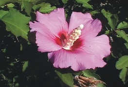 Hibiscus syriacus - hibiskus, grmast oslez