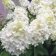 Hydrangea paniculata - hortenzija z belimi cvetovi - Grmovnice - Katalog sadik