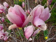 Magnolia soulangeana - sulanževa magnolija - Grmovnice - Katalog sadik