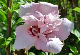 Hibiscus syriacus 'Lady Stanley' - hibiskus, oslez