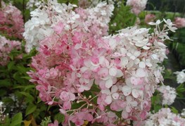 Hydrangea paniculata 'Vanilla Fraise®' (= H. paniculata 'Renhy') - hortenzija z roza belimi cvetovi