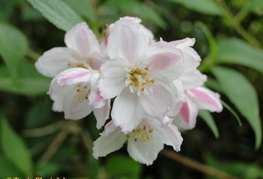 Deutzia x kalmiiflora - dojcija