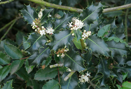 Ilex aquifolium - navadna bodika