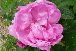 Rosa rugosa 'Passion® Rokoko' - japonski šipek