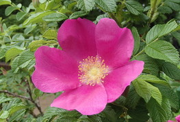 Rosa rugosa - japonski šipek
