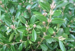 Buxus microphylla 'Herrenhausen' - drobnolistni pušpan