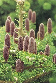 Abies koreana - korejska jelka - Iglavci - Katalog sadik