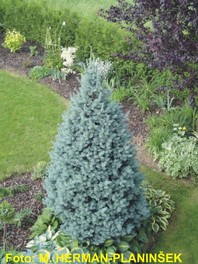 Abies lasiocarpa 'Compacta' - skalna jelka - Iglavci - Katalog sadik