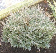 Juniperus horizontalis 'Andora Compacta' - brin - Iglavci - Katalog sadik