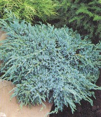 Juniperus squamata 'Blue Carpet' - brin - Iglavci - Katalog sadik