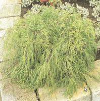 Chamaecyparis pisifera 'Filifera' - grahasta pacipresa - Iglavci - Katalog sadik