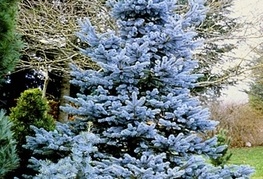 Picea pungens 'Hoopsii' - srebrna smreka
