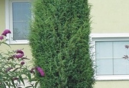 Juniperus communis 'Hibernica' - stebrasti brin