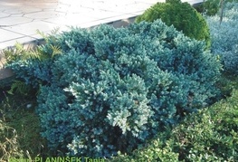 Juniperus squamata 'Blue Star' - brin
