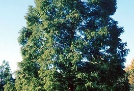 Metasequoia glyptostroboides - metasekvoja