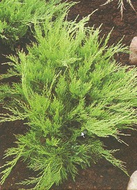 Juniperus x media 'Mint Julep' - brin - Iglavci - Katalog sadik