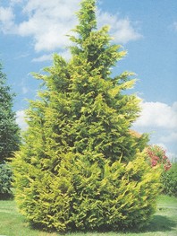 Chamaecyparis lawsoniana 'Lane' - pacipresa - Iglavci - Katalog sadik