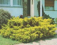 Juniperus chinensis 'Pfitzeriana Aurea' - kitajski zlati brin - Iglavci - Katalog sadik