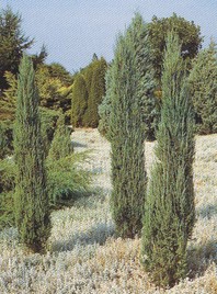 Juniperus scopolorum 'Skyrocket' - brin - Iglavci - Katalog sadik