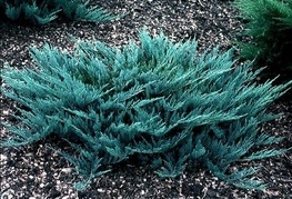 Juniperus horizontalis 'Blue Chip' - brin