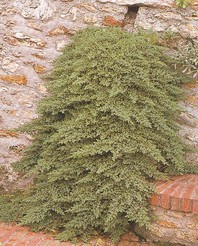 Juniperus procumbens 'Nana' - brin - Iglavci - Katalog sadik