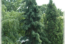 Picea omorika 'Pendula'-  povešava omorika