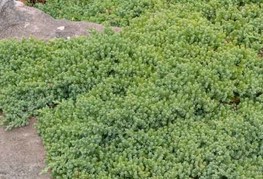 Juniperus procumbens 'Nana' - brin