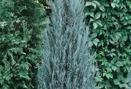 Juniperus scopulorum 'Blue Arrow' - brin