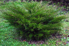 Juniperus x media 'Mint Julep' - brin
