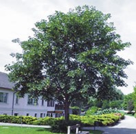 Acer pseudoplatanus - gorski javor - Listavci - Katalog sadik