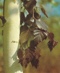 Betula pendula 'Purpurea' - rdečelistna breza - Listavci - Katalog sadik
