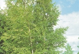 Betula pendula - breza