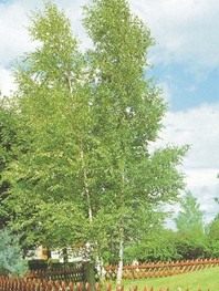 Betula pendula - breza - Listavci - Katalog sadik