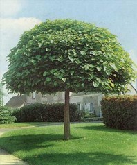 Catalpa bignonioides 'Nana' - mala katalpa - Listavci - Katalog sadik