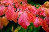 Parrotia persica - perzijska bukev - Listavci - Katalog sadik