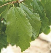 Parrotia persica - perzijska bukev - Listavci - Katalog sadik