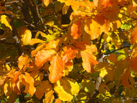 Parrotia persica - perzijska bukev - Listavci - Katalog sadik