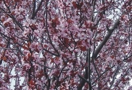 Prunus cerasifera 'Nigra' - rdečelistna sliva