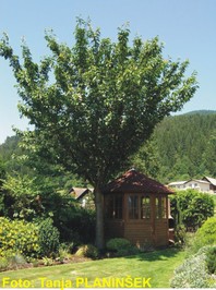 Prunus serrulata 'Kanzan' - japonska češnja - Listavci - Katalog sadik