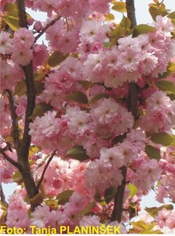 Prunus serrulata 'Kanzan' - japonska češnja - Listavci - Katalog sadik