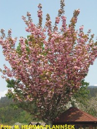 Prunus serrulata 'Kanzan' - japonska češnja - Listavci - Katalog sadik