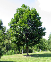 Acer platanoides - ostrolistni javor - Listavci - Katalog sadik