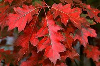 Quercus rubra - ameriški hrast - Listavci - Katalog sadik