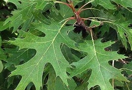 Quercus rubra - ameriški hrast
