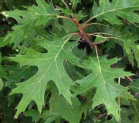 Quercus rubra - ameriški hrast - Listavci - Katalog sadik