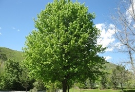 Acer campestre - maklen, poljski javor
