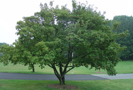 Acer ginnala - mandžurski javor