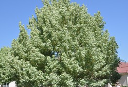 Acer negundo 'Variegatum' - pisanolistni javor jesenovec