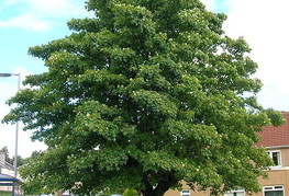 Acer pseudoplatanus - gorski javor