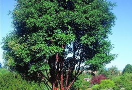 Acer griseum - javor